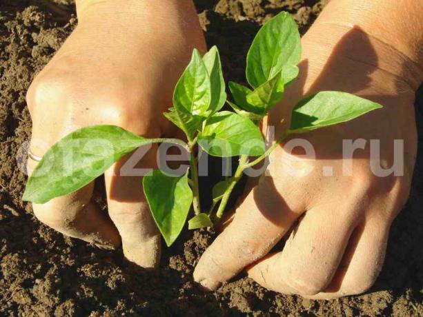 Uzgoj paprike. Slika za članak služi za standardnu ​​licencu © ofazende.ru