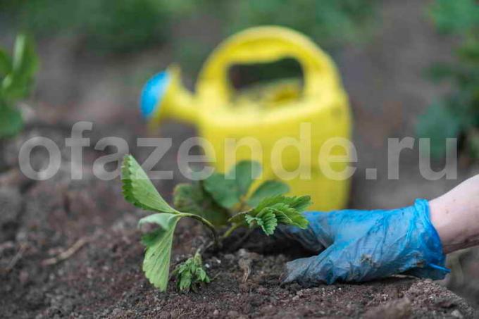 Uzgoj jagoda. Slika za članak služi za standardnu ​​licencu © ofazende.ru