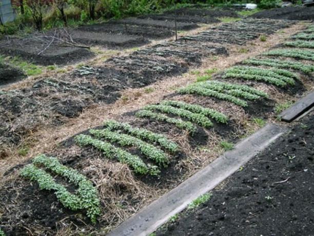 Za zelenog gnojiva kao što je važno pripremiti tlo