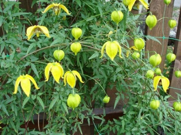  U ljeto vrt je uređen s Clematis mase žute zvonolika cvijeća; jesen cvijeće se pojavljuju na stranicama prilično bolls sa svilenkastim dlačicama. Držeći se za podršku peteljkama, Clematis brzo buzz ograde, zidovi, pergole. Clematis Tangut