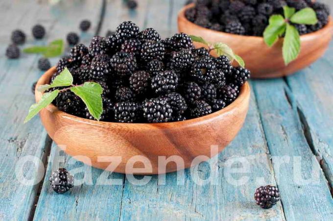 Blackberry za svoj vrt: vrste, opis i uzgoj