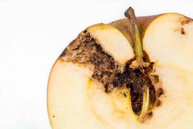 Kako bi zaštitili svoje stablo jabuke iz ognovki i moljca