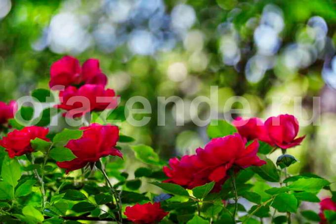 Bush je u cvatu ruže. Slika za članak služi za standardnu ​​licencu © ofazende.ru