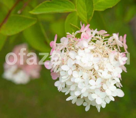 Hortenzija paniculata. Slika za članak služi za standardnu ​​licencu © ofazende.ru