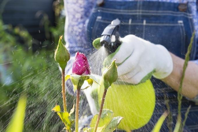 6 pogrešaka u njihovoj ljetnoj primjene vikendica pesticida