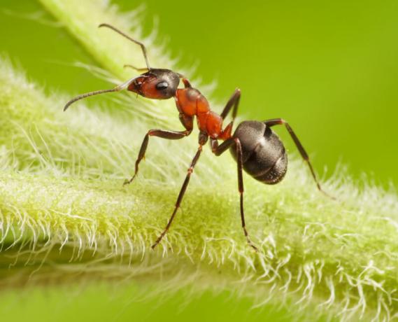 Vrt mravi i lisne uši: kako se oni odnose i kako da biste dobili osloboditi od njih