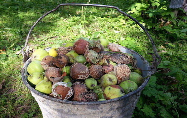 Zašto trule jabuke ne stavljati u kompost: 4 razloga