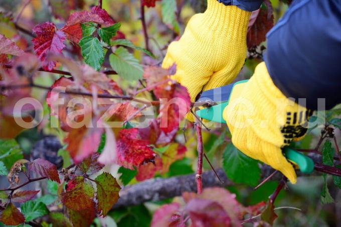 Obrezivanje. Slika za članak služi za standardnu ​​licencu © ofazende.ru