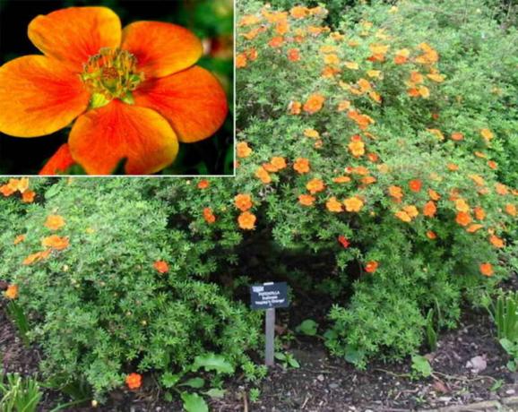 Kompaktni mali poljskog grm s narančastim cvjetovima