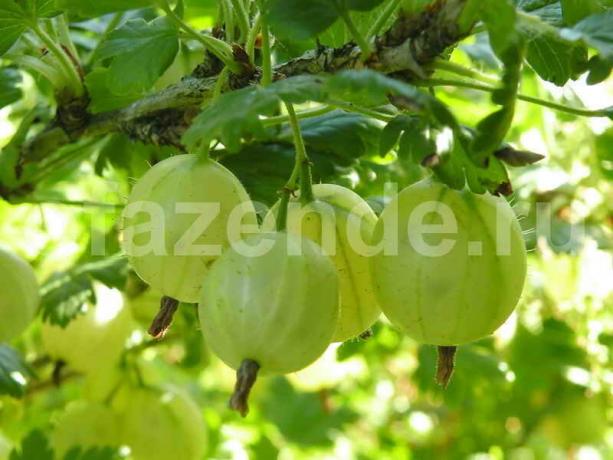 Razmnožava gooseberries na novi način