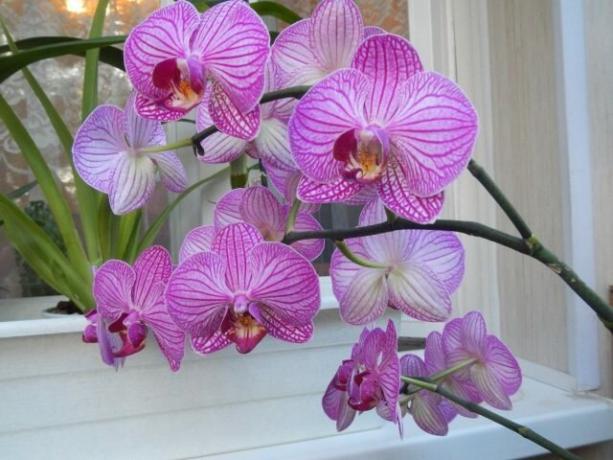 Što učiniti s peteljka orhideje nakon cvatnje na sljedeći doći brže