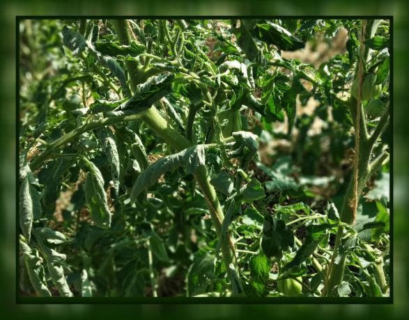 U rajčica leaf curl 🍃 not panic! 🍃 Što učiniti: savjet iskusnog vrtlar.