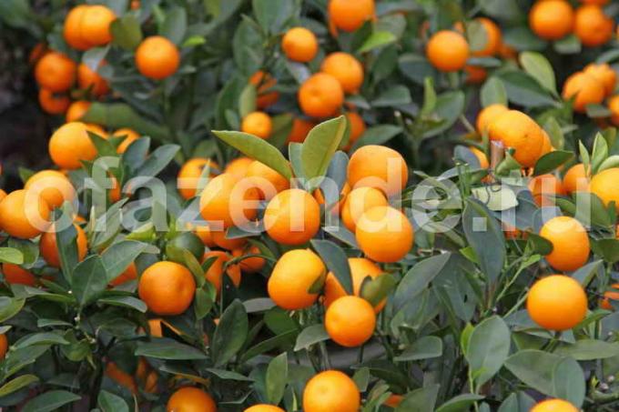 Uzgoj mandarina stablo. Slika za članak služi za standardnu ​​licencu © ofazende.ru